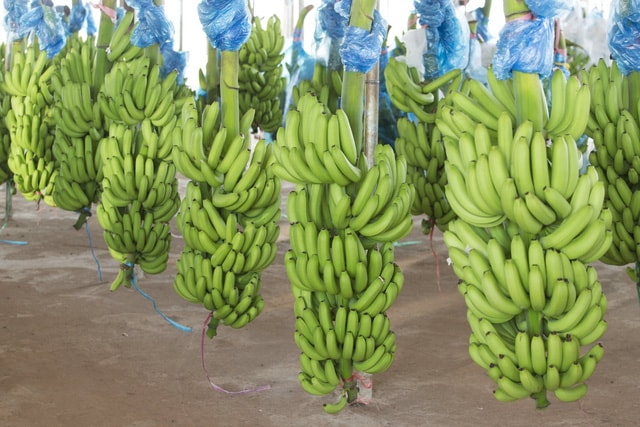 Chuối đang là sản phẩm chủ lực của HAGL Agrico.