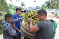 Quảng Ninh: Xúc tiến thương mại, hỗ trợ tiêu thụ vải chín sớm Phương Nam