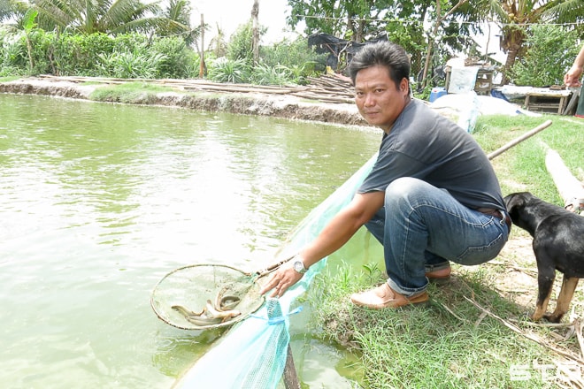 Anh Phan Hữu Ngôn thông tin ao cá chạch quế đã sắp đến ngày thu hoạch.