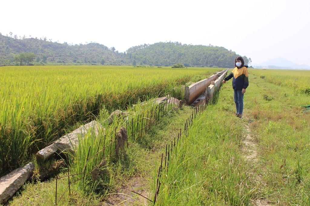 Những tấm sắt bị gỉ sét gây nguy hiểm cho người dân đi làm đồng