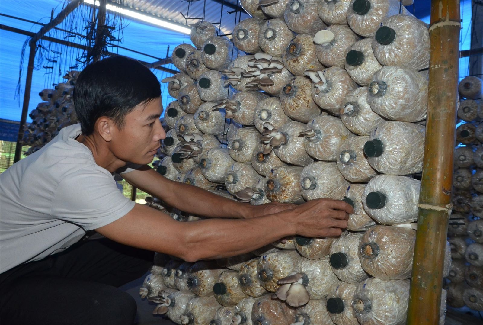 Mô hình trồng nấm bào ngư xám của anh Nguyễn Văn Hòa (thôn 2, xã Tiên Hiệp, Tiên Phước). Ảnh: H.H