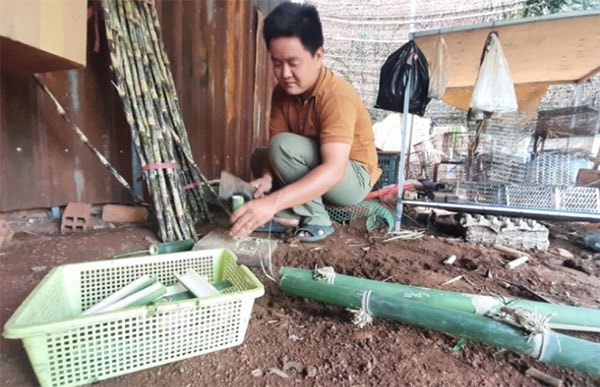 Những thanh tre là thức ăn khoái khẩu của dúi được anh Quang chuẩn bị chu đáo. Ảnh: Trần Trung.
