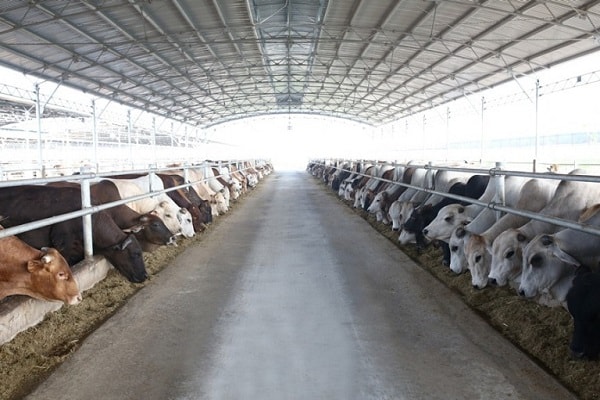  Trang trại bò của Công ty CP Phát triển Nông nghiệp Hòa Phát.