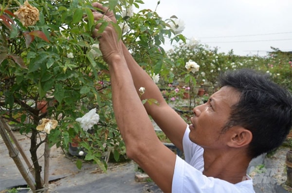 Chăm tỉa cho một gốc hồng bạch. Ảnh: Dương Đình Tường.