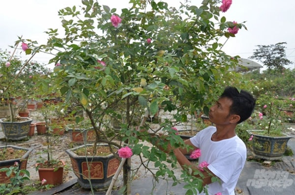 Vườn hồng cổ này đã được khách mua buôn hết. Ảnh: Dương Đình Tường.