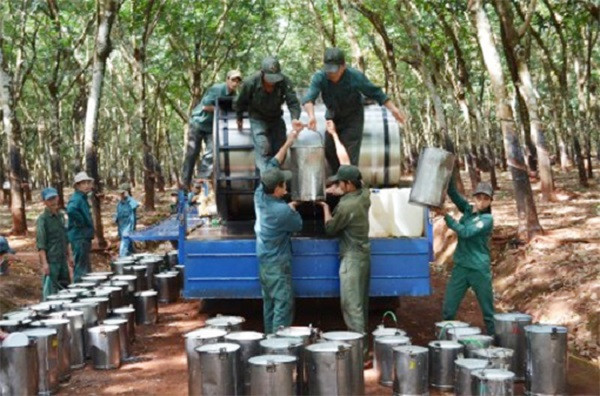 Sáng tạo trong học và làm theo Bác đã mang lại những kết quả đáng khích lệ, đời sống của người lao động trong ngành Cao su được cải thiện rõ rệt. (Công nhân Nông trường III, Công ty TNHH MTV Ca su Lộc Ninh thu hoạch mủ)