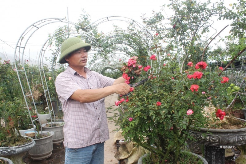 Ông Phạm Đức Tài chăm sóc cho những gốc đào bonsai trong vườn.