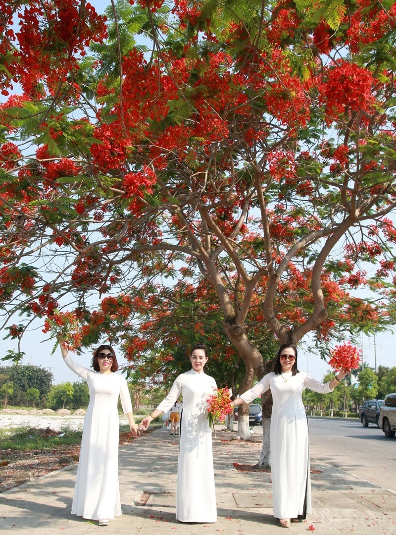 Hoa phượng nở không còn là hình ảnh thân thuộc trên các phương tiện thông tin đại chúng mà thực sự ghi dấu ấn trong trái tim của mỗi người dân.