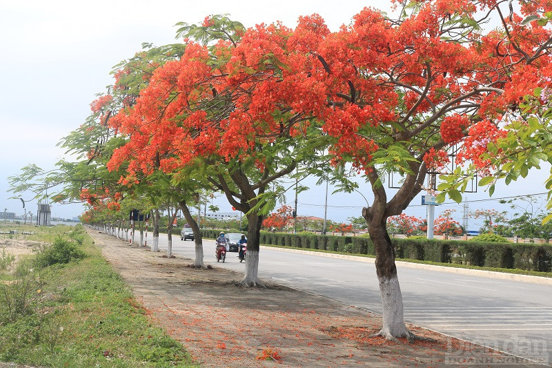 Con đường phượng vĩ dài nhất Hải Phòng đã tạo nên một màu sắc đặc biệt cho thành phố.