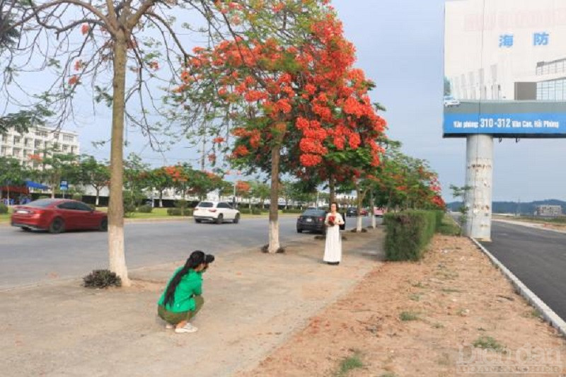 Không cần một nhiếp ảnh gia chuyên nghiệp, bất kỳ ai cũng có thể tự tạo cho mình một khung ảnh đẹp trên con đường phượng vĩ.