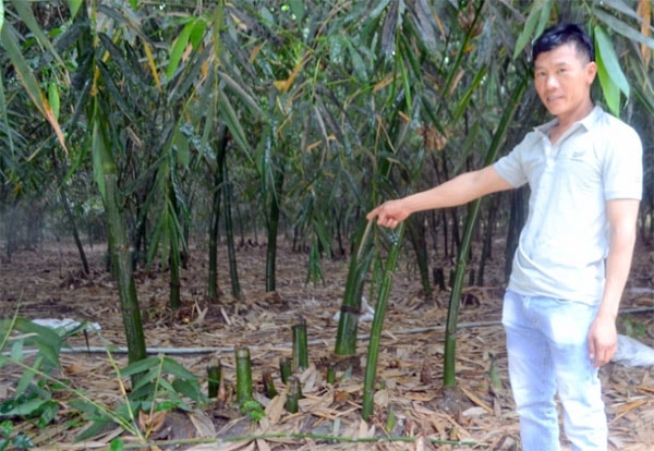 Anh Nguyễn Hải Nam bên vườn măng tre của gia đình. Ảnh: Trần Trung.