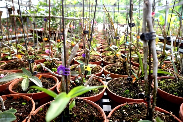 Đến nay, quy mô vườn lan rừng 2 tầng của anh Tài có diện tích hơn 1.000m2, hơn 20 loại lan rừng với nhiều màu sắc khác nhau