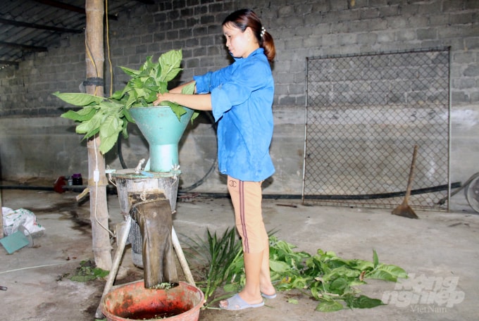 Thức ăn xanh được xay nhuyễn, trộn với cám gạo, bã sắn và ủ bằng men vi sinh trong vòng 12 giờ trước lúc hòa với nước cho lợn ăn. Ảnh: Việt Khánh.