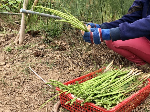 Sản phẩm măng tây được trồng hữu cơ, tốt cho người tiêu dùng - Ảnh: Diệu Quí