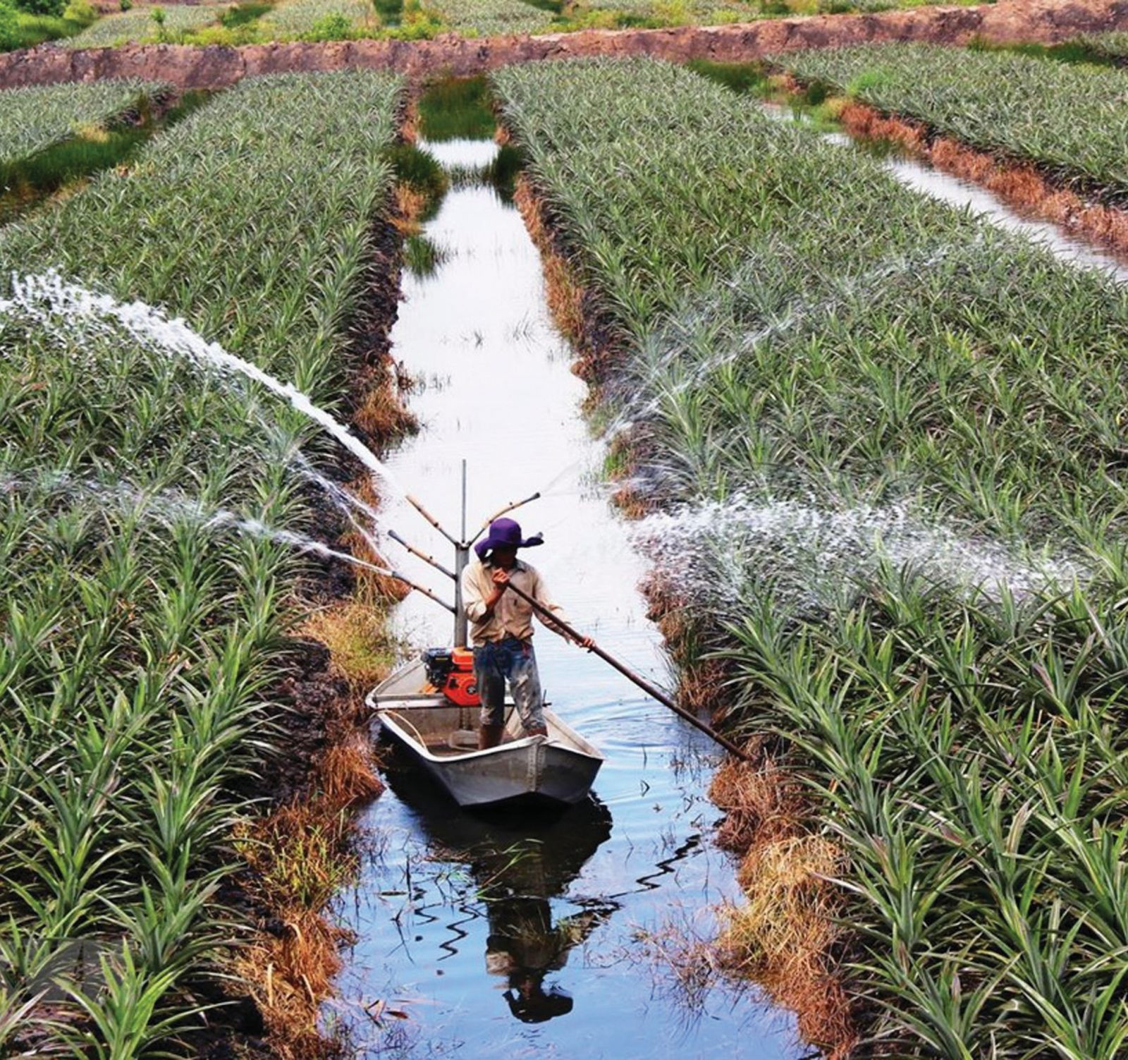 Thách thức lớn nhất trong ngành nông nghiệp là lực lượng lao động chưa được đào tạo bài bản, thiếu kỹ năng cần thiết khi chuyển lên trình độ sản xuất với công nghệ cao hơn. Ảnh: Lê Đức Hoảnh.