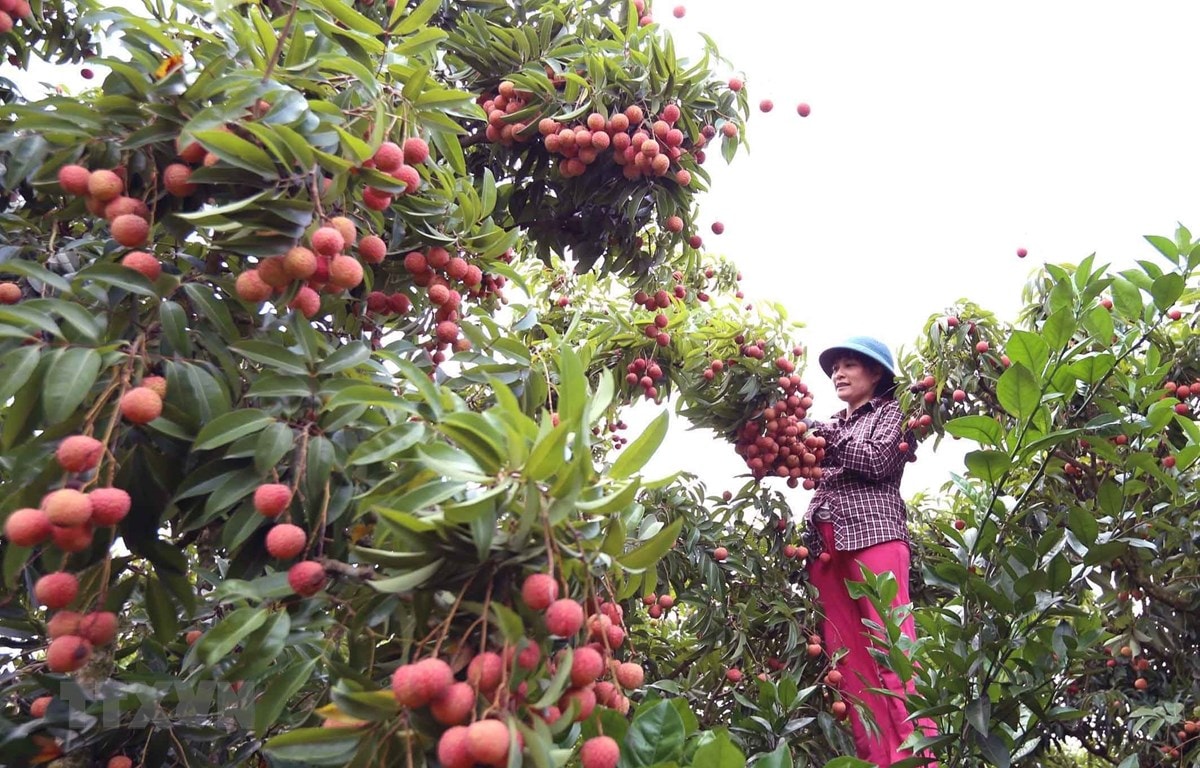 Ông Nguyễn Thế Thi - Phó Chủ tịch UBND huyện Lục Ngạn giới thiệu vải thiều với các du khách