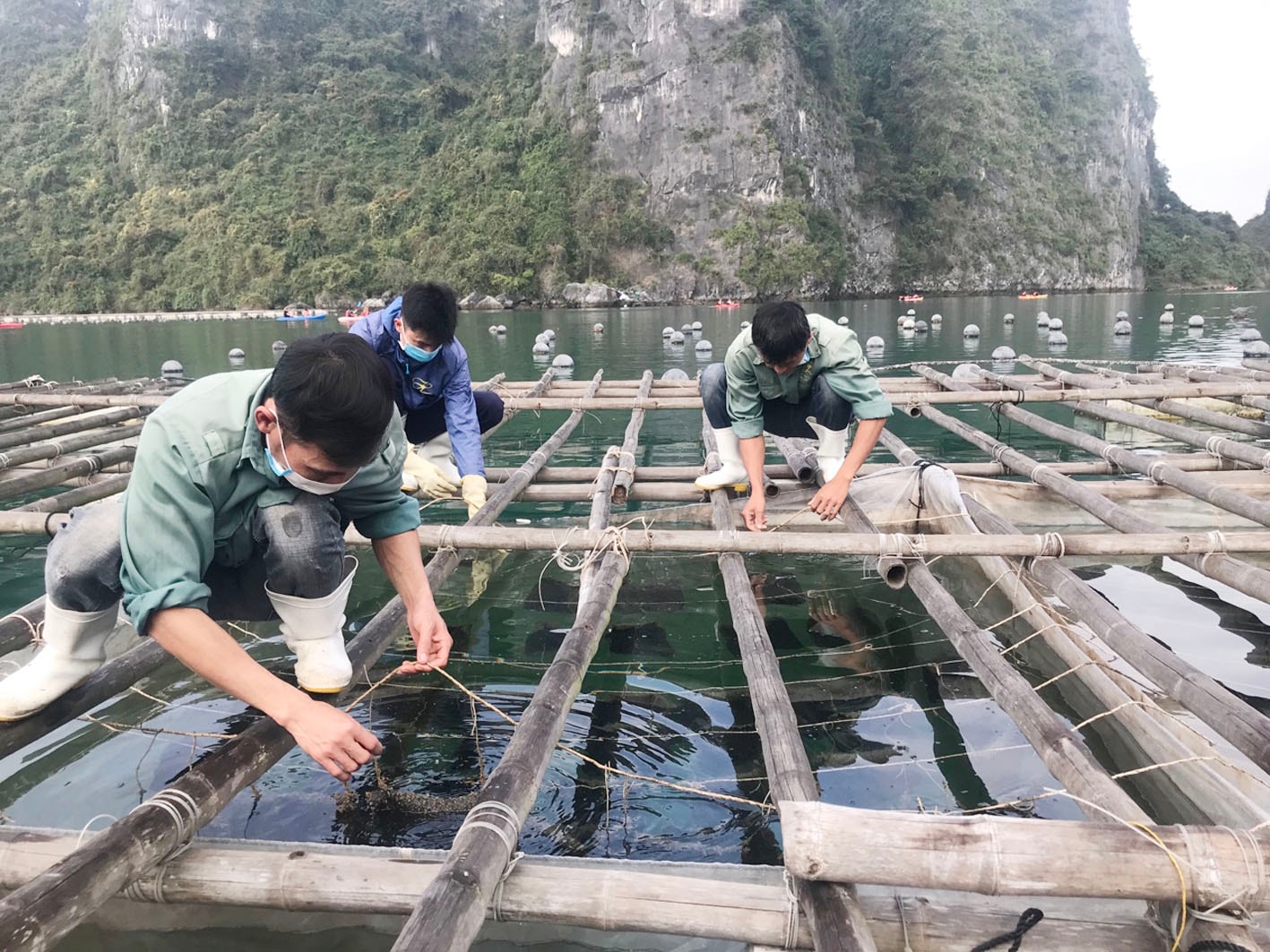 p/Ngành than đã có chương trình phối hợp, ký hợp đồng thu mua nông sản từ các địa phương trong tỉnh Quảng Ninh với tổng tiền gần 850 tỷ đồng/năm.