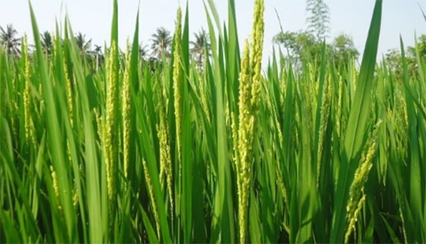Để làm giàu trong sản xuất lúa, nhiều năm qua anh Đặng Minh Vương chọn giống lúa của Doseco để sản xuất. Ảnh: Ngọc Trinh.