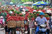 Bắc Giang: 207 thương nhân Trung Quốc xin sang thu mua vải thiều Lục Ngạn