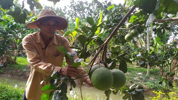 Nông nghiệp hữu cơ kết hợp ứng dụng công nghệ cao vào trong sản xuất là giải pháp vừa phù hợp tự nhiên vừa giúp cây trồng phát triển bền vững, nâng cao chất lượng cây trồng bền vững trước diễn biến thời tiết cực đoan và đổi khí hậu.