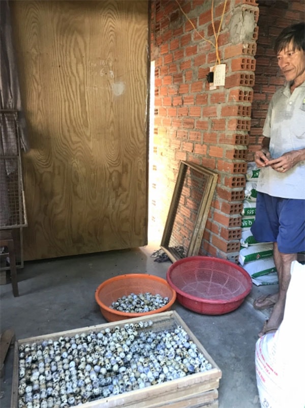 Anh Trần Ngọc Hiền chon trứng cho vào lò ấp để ấp ra trứng lộn bán được giá cao hơn. Ảnh: Vũ Đình Thung.