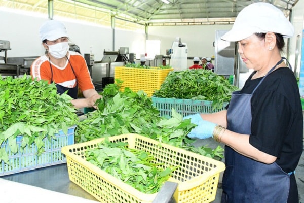 trên thực tế, Nông trại này đã sản xuất ra những sản phẩm sạch (nông nghiệp công nghệ cao), đạt tiêu chuẩn hữu cơ nhằm cung cấp cho nhà máy chế biến của Vinamit, sau đó cung cấp cho thị trường trong nước, cũng như thị trường nước ngoài