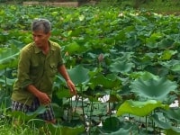 Hoành Bồ, Quảng Ninh: Nông dân kêu cứu vì mất trắng đầm sen