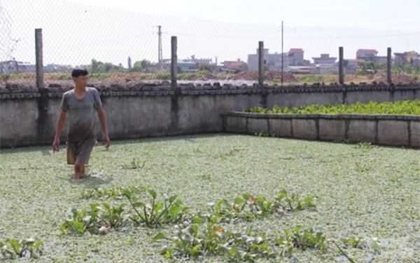 Trang trại có 8 ao nuôi ba ba gai. Ảnh: Mai Chiến.