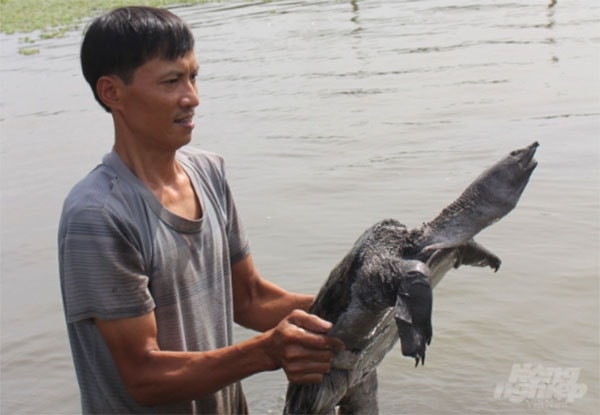 Hiện tại, trang trại đang có 100 cặp ba ba bố mẹ. Ảnh: Mai Chiến.