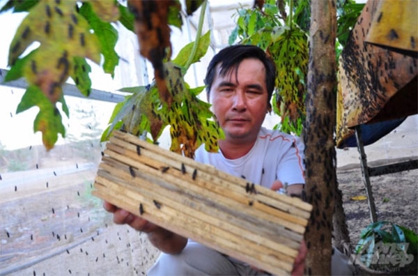 Ông Nguyễn Thanh Phong nuôi ruồi lính đen từ năm 2017 và mô hình cho thu nhập cao. Ảnh: Minh Hậu.