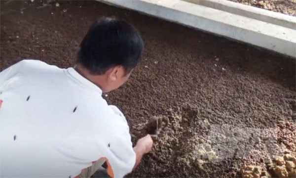 Ấu trùng ruồi lính đen được ông Phong ươm để tái đàn và phục vụ chăn nuôi. Ảnh: Minh Hậu.