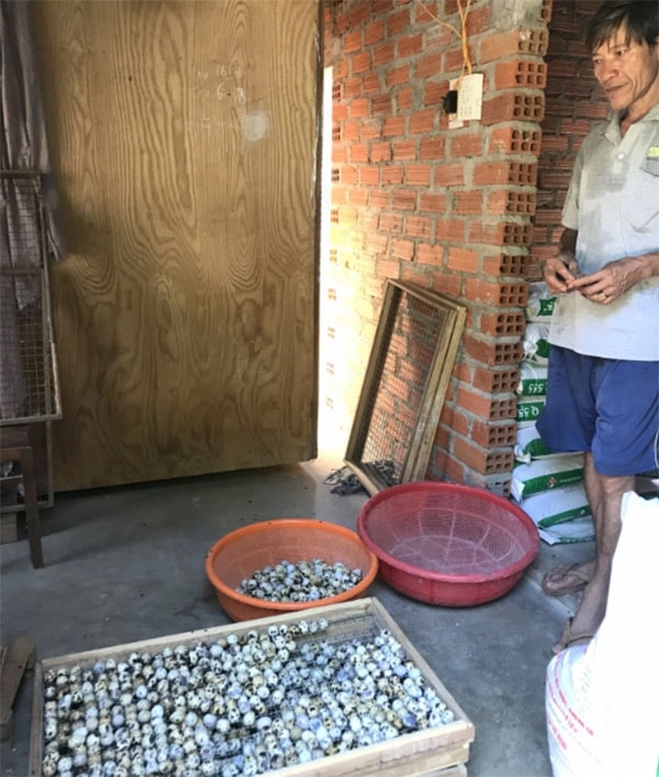 Anh Trần Ngọc Hiền chon trứng cho vào lò ấp để ấp ra trứng lộn bán được giá cao hơn. Ảnh: Vũ Đình Thung.