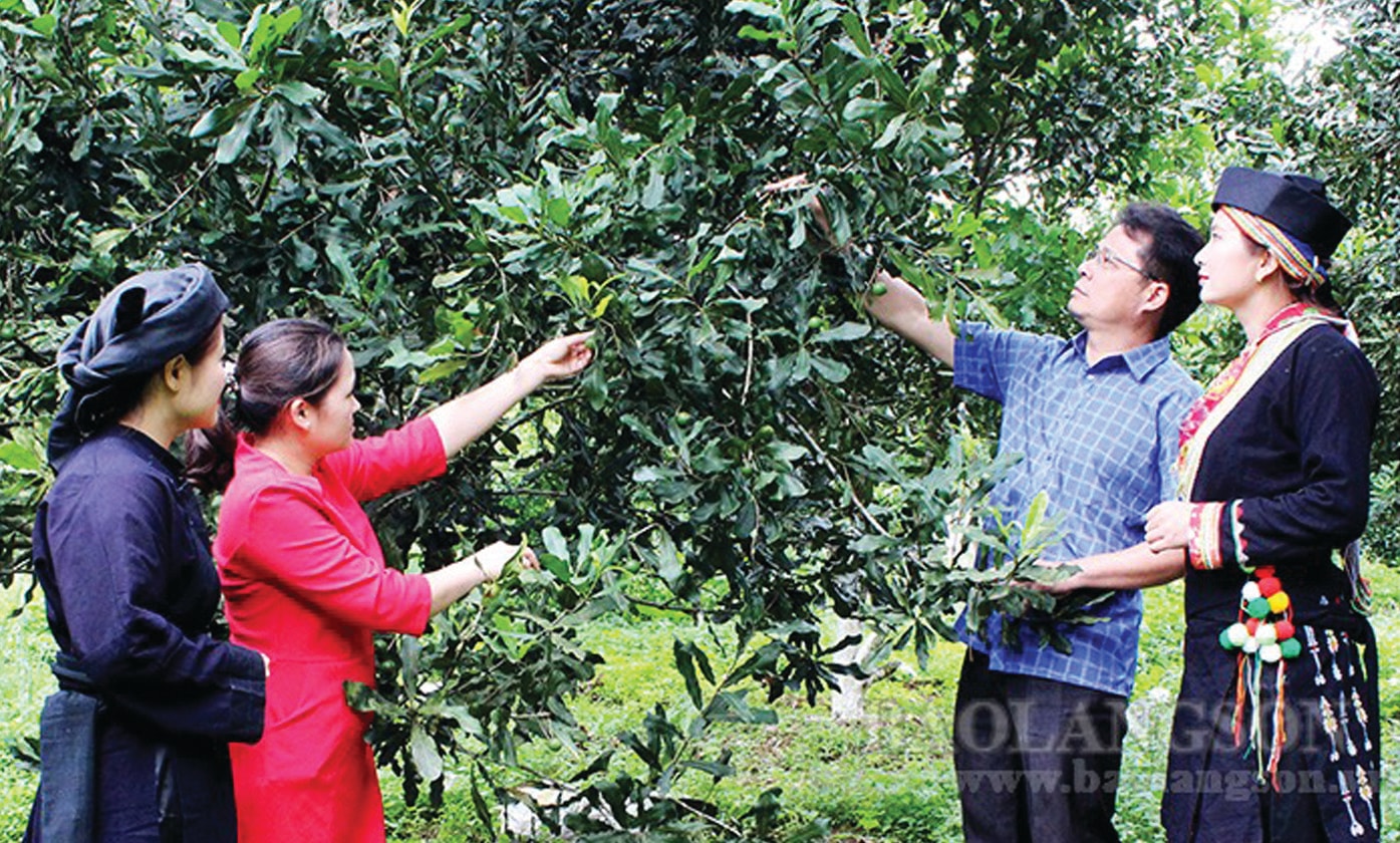  Mô hình cây mắc ca mang lại giá trị kinh tế cao cho người dân huyện Bình Gia, Lạng Sơn