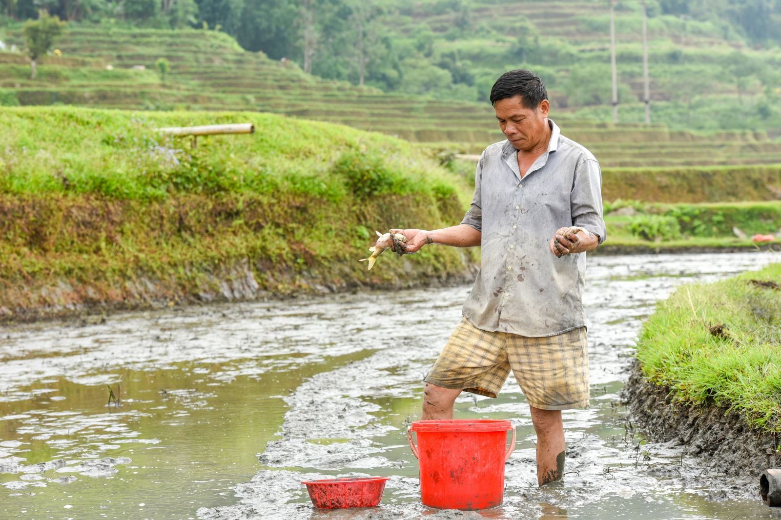 Để xen canh cấy lúa, bà con thôn Khau Tràng, xã Hồng Thái đã tận dụng diện tích ruộng bậc thang để nuôi cá chép ruộng, nhằm tăng hiệu quả kinh tế cho gia đình.