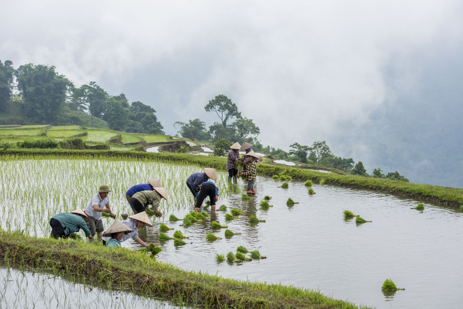 Thời điểm từ tháng 5 đến tháng 6 âm lịch hằng năm, khi những cơn mưa đầu mùa mang lại nguồn nước cho đồng ruộng thì cũng là lúc bà con tập trung ra đồng cấy lúa mùa cho kịp khung thời vụ. 