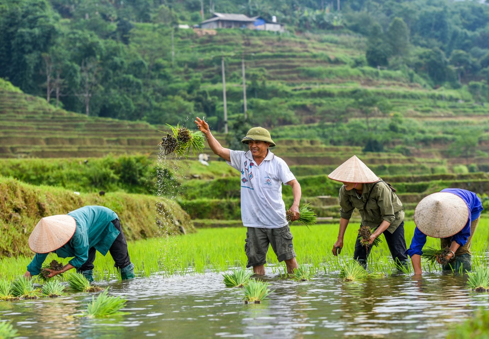 Điều đặc biệt cấy lúa ruộng bậc thang ở xã Hồng Thái, là người dân cấy tiến về phía trước.