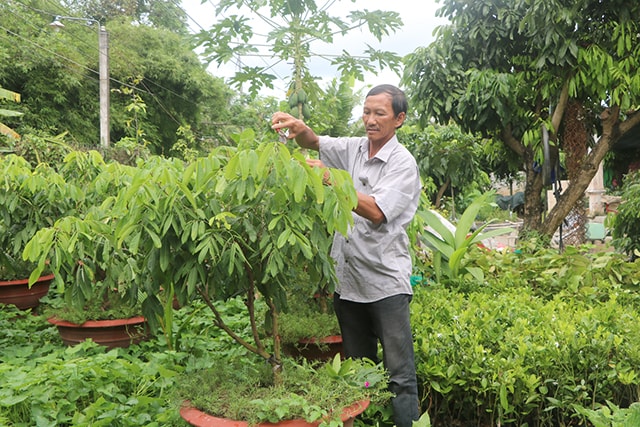 Mô hình nhãn chậu, một sản phẩm mới được anh Trần Văn Cưng dự kiến tung ra vào dịp Tết Nguyên đán năm 2021