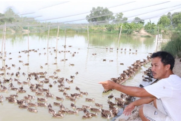 Nhờ nuôi vịt trời, anh Cường đã trở thành tỷ phú.
