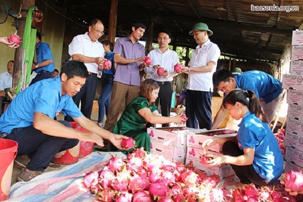 Thanh long của Sơn La và Thuận Châu khá đậm vị, các vị tương đối đặc biệt, có mùi thơm tự nhiên mà ở trong khu vực miền nam không có