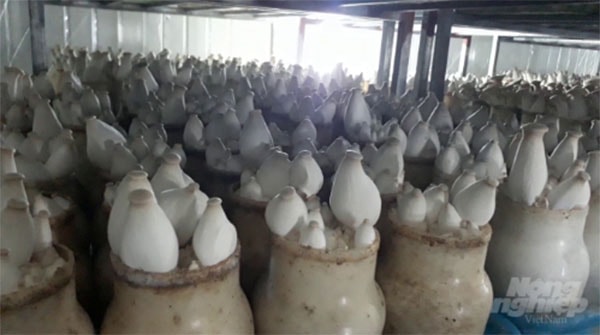 Trồng nấm đùi gà công nghệ cao được Công ty TNHH Phùng Gia áp dụng vào sản xuất. Ảnh: Trần Hồ.