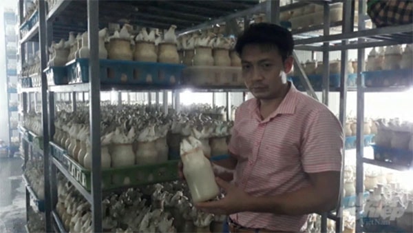 Trồng nấm công nghệ cao của Công ty Phùng Gia được xem quy mô lớn nhất, chất lượng nhất miền Bắc. Ảnh: Trần Hồ.
