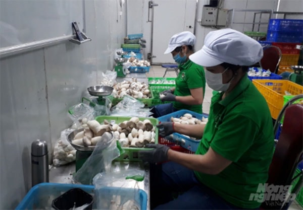 Nấm công nghệ cao được đóng gói, sơ chế trước khi xuất vào các siêu thị. Ảnh: Trần Hồ.