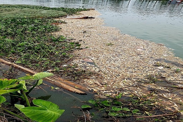 người dân tại xã Tân Viên, An lão phản ánh khu vực trại cá, đoạn sông Ba La, một nhánh của sông Đa Độ chân gà nổi lềnh phếnh dày đặc kín sông