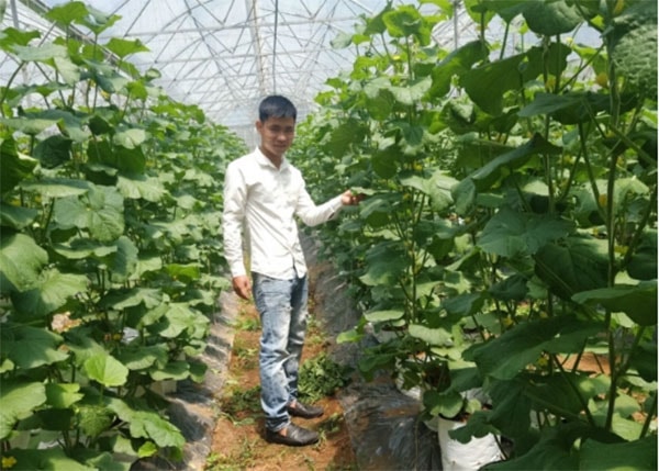 Anh Hậu bên vườn trồng dưa lưới của mình.