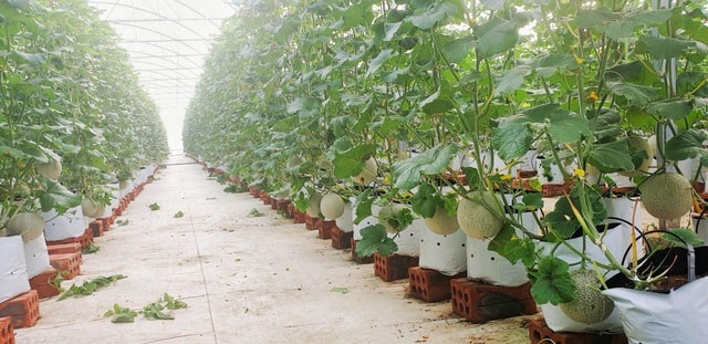 Dưa được trồng vào những chiếc túi nhỏ, thức ăn cho cây sẽ được bơm vào những chiếc túi này
