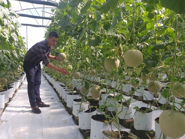 Cây dưa lưới đã đưa về cho anh Quỳnh 500 - 600 triệu đồng mỗi năm
