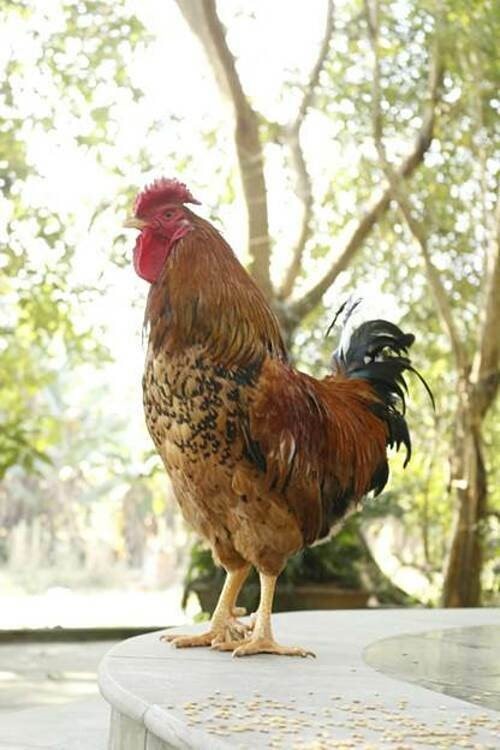Gà chín cựa có 2 loại cựa: cựa thường và cựa sừng