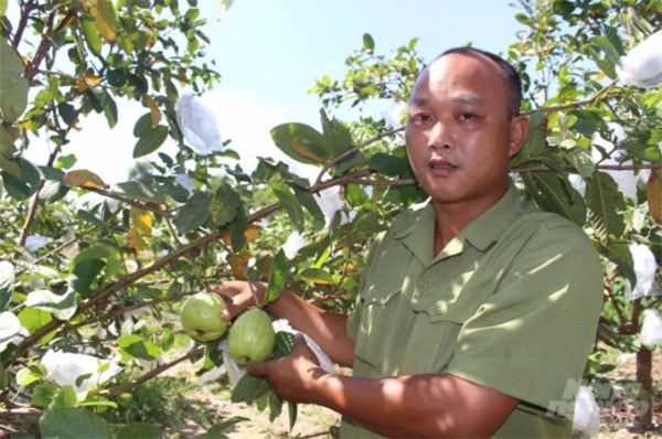 Anh Tài đã biến mảnh đắt cằn thành vườn quả ngọt. Ảnh: Mai Chiến.