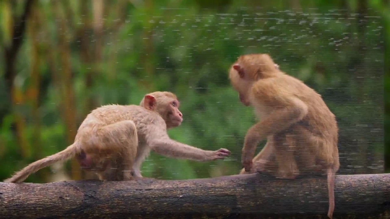 Càng tàn phá tự nhiên, con người càng lãnh nhiều hậu quả thảm khốc