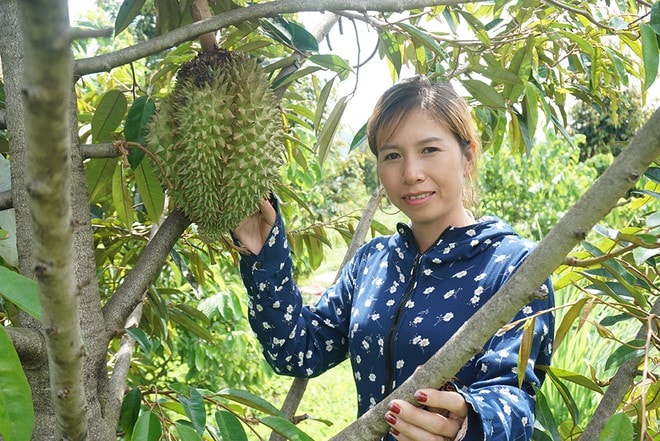 Bơ, sầu riêng bắt đầu cho trái